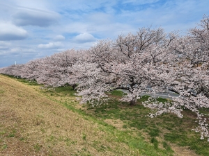 土手遠足